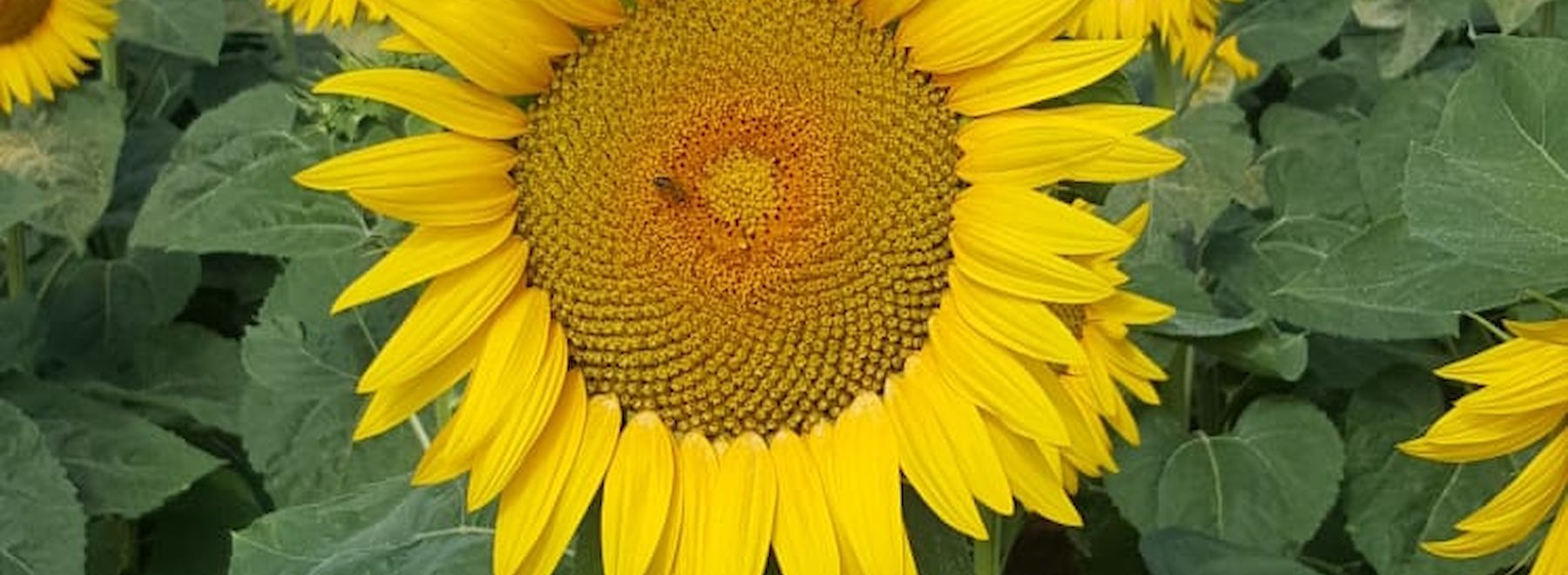 Nahaufnahme einer leuchtend gelben Sonnenblume mit grünen Blättern im Hintergrund.
